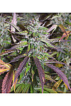 Auto Banana Blaze Feminised (BullySeeds) Auto Banana Blaze Feminised (BullySeeds)