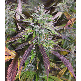 Auto Banana Blaze Feminised (BullySeeds)