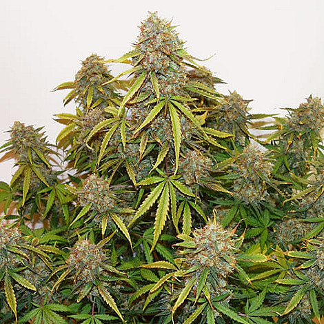 Семена конопли Auto Brooklyn Sunrise Feminised (BullySeeds)