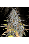 Auto Chemdawg Feminised (BullySeeds) Auto Chemdawg Feminised (BullySeeds)