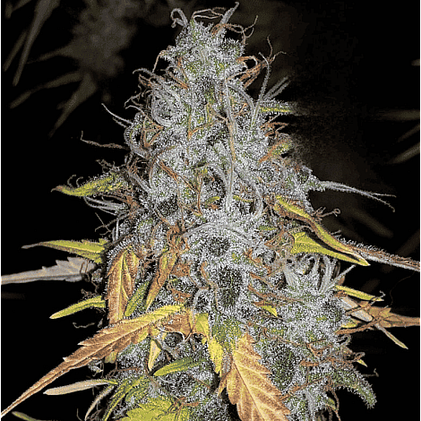 Семена конопли Auto Chemdawg Feminised (BullySeeds)