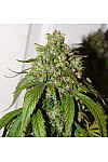 Auto Daiquiri Lime Feminised (BullySeeds)