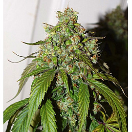 Auto Daiquiri Lime Feminised (BullySeeds)