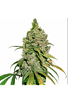 Auto Deimos Feminised (BullySeeds)