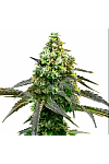 Auto Godfather OG Feminised (BullySeeds)