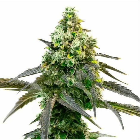 Семена конопли Auto Godfather OG Feminised (BullySeeds)