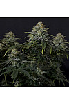 Auto Gorilla Cookies Feminised (BullySeeds) Auto Gorilla Cookies Feminised (BullySeeds)