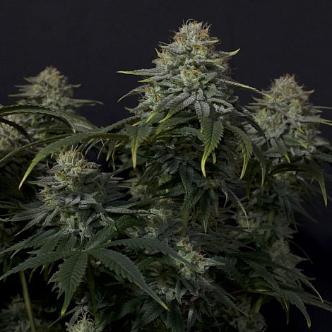 Насіння конопель Auto Gorilla Cookies Feminised (BullySeeds)