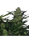 Auto Royal Queen Feminised (BullySeeds)