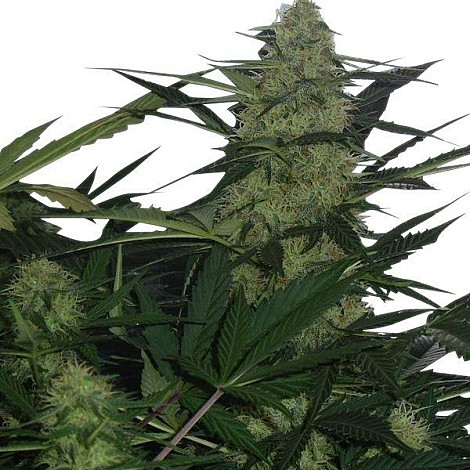 Семена конопли Auto Royal Queen Feminised (BullySeeds)