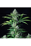 Auto Skywalker Og Feminised (BullySeeds)