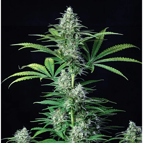 Семена конопли Auto Skywalker Og Feminised (BullySeeds)