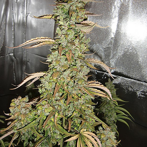 Семена конопли Auto Xtreme Feminised (BullySeeds)