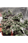 Biscotti Mintz Feminised (BullySeeds)