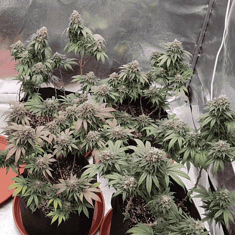 Семена конопли Biscotti Mintz Feminised (BullySeeds)