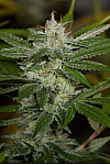 Chemdawg Feminised (BullySeeds) Chemdawg Feminised (BullySeeds)