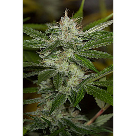 Chemdawg Feminised (BullySeeds)