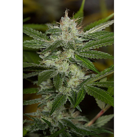 Семена конопли Chemdawg Feminised (BullySeeds)