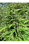 Auto Dos Si Dos Feminised (BullySeeds)