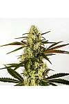 Dos Si Dos Feminised (BullySeeds)