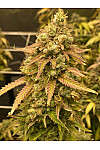 Skywalker Og Feminised (BullySeeds)