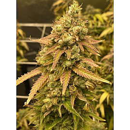 Skywalker Og Feminised (BullySeeds)