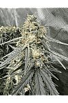 Godfather Og Feminised (BullySeeds) Godfather Og Feminised (BullySeeds)