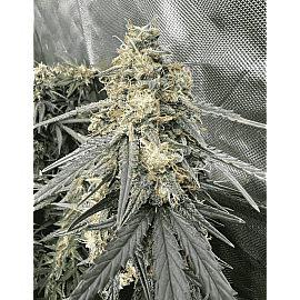 Godfather Og Feminised (BullySeeds)