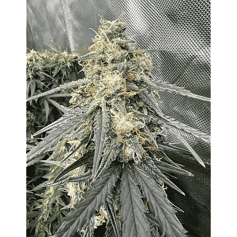 Семена конопли Godfather Og Feminised (BullySeeds)