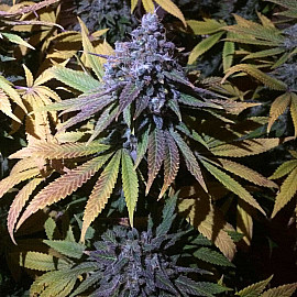 Auto Granddaddy Purple Feminised (BullySeeds)