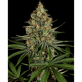 Auto Nyc Diesel Feminised (BullySeeds)