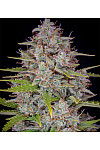 Auto Orange Sherbet Feminised (BullySeeds) Auto Orange Sherbet Feminised (BullySeeds)