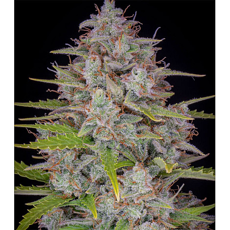 Семена конопли Auto Orange Sherbet Feminised (BullySeeds)