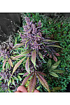 Auto Purple Lemonade Feminised (BullySeeds)
