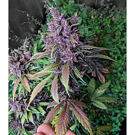 Auto Purple Lemonade Feminised (BullySeeds)