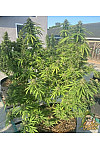 60 Day Wonder Auto Feminised 60 Day Wonder Auto Feminised