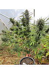 Auto Afghan Bullet Feminised