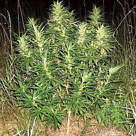 Auto Afghan Original Feminized (Canadian Seeds) (Опт) Auto Afghan Original Feminized (Canadian Seeds) (Опт)