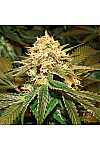 Auto Ak-47 Feminised Auto Ak-47 Feminised
