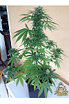 Auto Ak-49 Feminised Auto Ak-49 Feminised