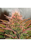 Auto Amnesia Feminised Auto Amnesia Feminised