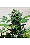 Auto Amnesia Haze Feminised