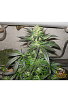 Auto Banana Blaze Feminised