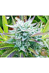 Auto Black Domina Feminised