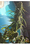 Auto Black Jack Feminised