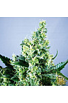 Auto Blueberry Feminised Auto Blueberry Feminised