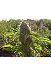 Auto Afghan Mass Feminised Auto Afghan Mass Feminised