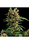 Auto Dr. Grinspoon Feminised Auto Dr. Grinspoon Feminised