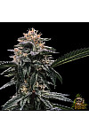 Auto Durban Poison Feminised