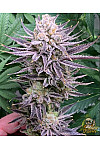 Auto Euphoria Feminised Auto Euphoria Feminised